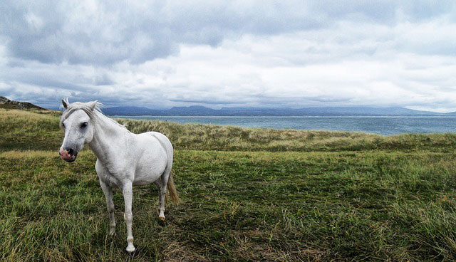 草原に佇んだ白馬を撮影した写真素材。神秘的で綺麗な雰囲気。