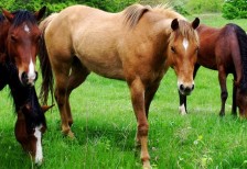 草を食べる馬達を撮影した写真素材。茶色と緑のコントラストがクッキリ出ていて綺麗。