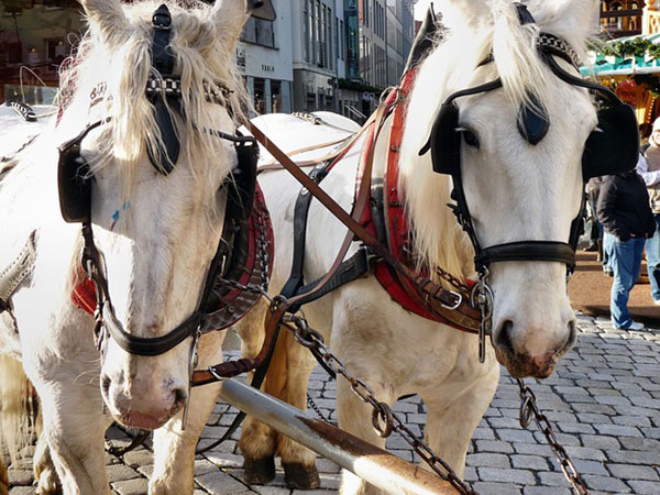 重厚な馬具に身を包んだ二匹の白馬を撮影した高画質な写真素材。気品があってかっこいい雰囲気。