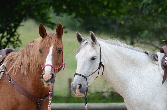 茶色い馬と白い馬の二匹を撮影した写真素材。穏やかで優しい雰囲気。