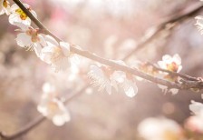柔らかい日差しを受けてピンクに光る梅の花の写真素材です。繊細で可愛らしい雰囲気。