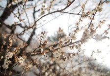 ウメの花を逆光で撮影した美しい写真素材。花弁と枝のコントラストが日本的で綺麗。