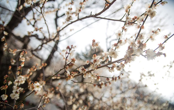 ウメの花を逆光で撮影した美しい写真素材。花弁と枝のコントラストが日本的で綺麗。