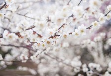 観梅会の風景を撮影した高画質な写真素材。真っ赤な席と白いウメの花の色合いが綺麗。