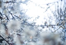 満開に咲いた梅の花を寒色系の色合いで撮影した写真素材