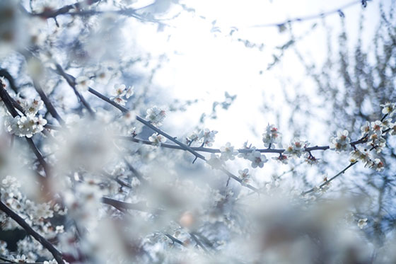 満開に咲いた梅の花を寒色系の色合いで撮影した写真素材