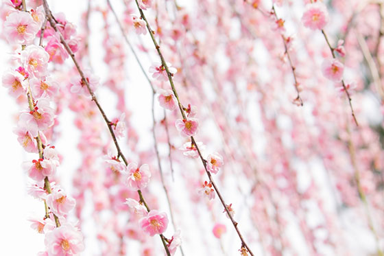 無料素材 可愛いピンク色のウメの花を撮影した写真素材 春らしい雰囲気が綺麗