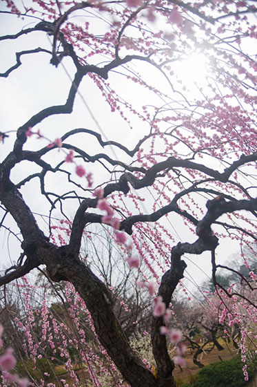 たくさんの花を咲かせた枝垂れ梅の写真素材。折れ曲がった太い幹が風情を感じさせる一枚。