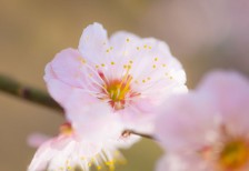 梅の花をマクロ撮影した綺麗な写真素材。雄しべと雌しべまでクッキリ鮮明。