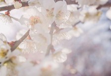 光を受けた淡い色合いが綺麗な梅の花の写真素材。日本らしい空気感。