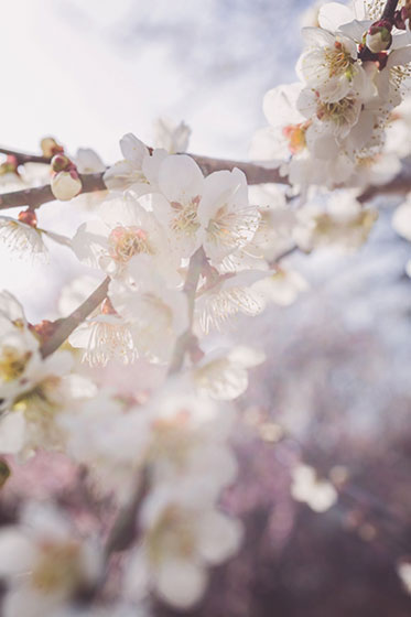 光を受けた淡い色合いが綺麗な梅の花の写真素材。日本らしい空気感。