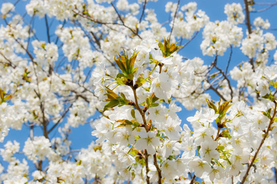 葉桜を撮影した綺麗な写真素材。白い花びらと爽やかなグリーンがとっても綺麗。