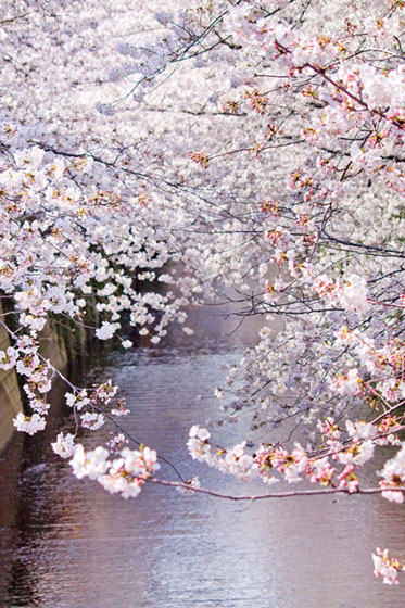 川のほとりに咲いた満開の桜の花を撮影した写真素材。繊細で綺麗な雰囲気。
