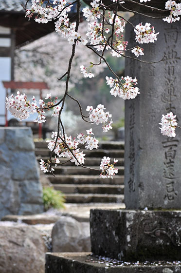 お寺の石碑の前の桜を撮影した綺麗な写真素材。日本らしい厳かな雰囲気。
