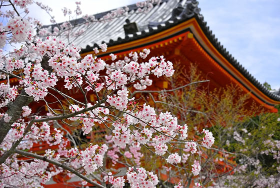京都の仁和寺の桜を撮影した写真。花のピンクとお寺の赤が日本的で綺麗。