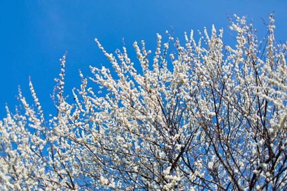 爽やかな青空をバックに梅の花を撮影した写真素材。クッキリとしたコントラストが綺麗。