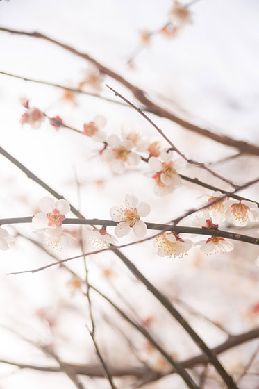 淡いピンクで統一された梅の花の写真素材。柔らかい光がとっても綺麗で情緒的。