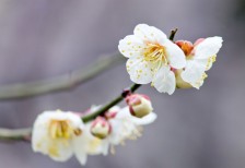 枝に花咲く梅の花を撮影した写真素材。和の雰囲気が漂う綺麗な一枚。
