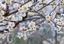 満開に咲いた梅の花の写真素材。木の枝の茶色と花の白とピンクが和風な一枚。