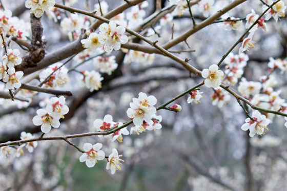 満開に咲いた梅の花の写真素材。木の枝の茶色と花の白とピンクが和風な一枚。