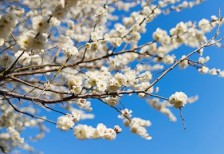 青空と梅の花びらを縦の構図で撮影した写真素材。満開の花と複雑に伸びた枝が力強い雰囲気。