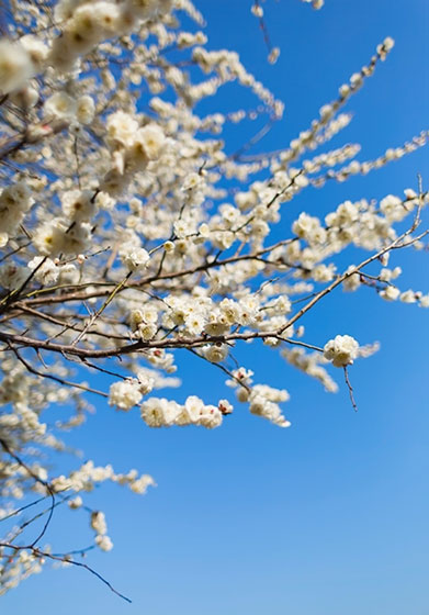 青空と梅の花びらを縦の構図で撮影した写真素材。満開の花と複雑に伸びた枝が力強い雰囲気。