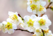 白と緑のコントラストが綺麗な梅の花の写真素材。お花見のデザインに。