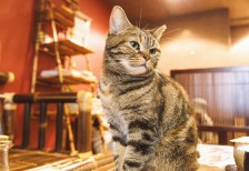 行儀よくおすわりした猫カフェの猫を撮影したフリー写真素材