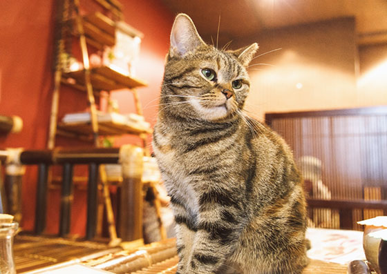 行儀よくおすわりした猫カフェの猫を撮影したフリー写真素材