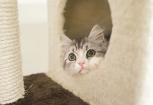 キャットタワーから顔を覗かせたスコティッシュフォールドの猫を撮影した写真素材