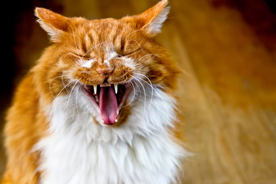 大あくびをする茶白の猫を撮影した写真素材。くしゃくしゃの表情が可愛い一枚。