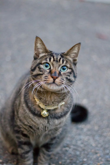 鈴付きの首輪をしたお座りする猫を撮影した可愛い写真素材