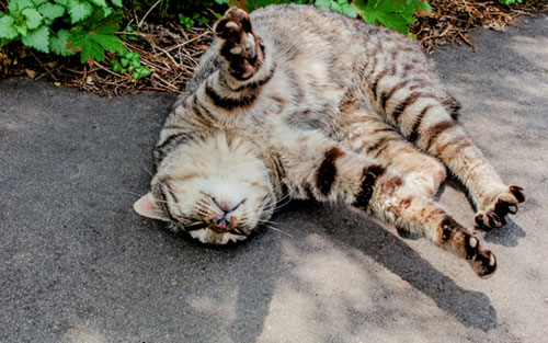 甘えるように地面に寝転んだ野良猫を撮影した写真素材。両手を伸ばしたポーズがも可愛い一枚。