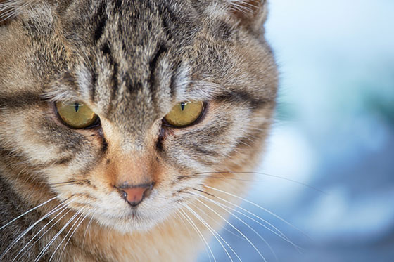 険しい表情の猫をアップで撮影した写真素材。背景のボケも爽やかで綺麗。