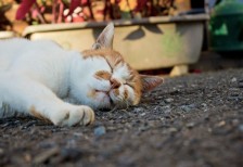 アスファルトで爆睡中の野良猫を撮影した写真素材。気持ち良さそうに眠る表情が可愛い一枚。