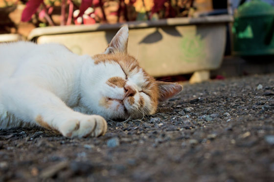 アスファルトで爆睡中の野良猫を撮影した写真素材。気持ち良さそうに眠る表情が可愛い一枚。