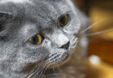 ふわふわした毛並みの灰色の猫を撮影した写真素材。ちょっと威圧的な表情。