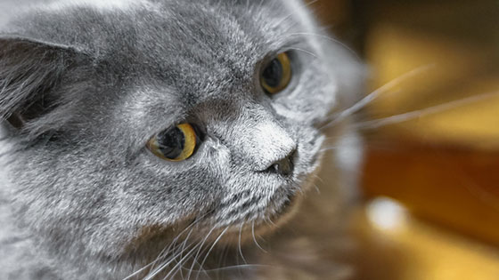 ふわふわした毛並みの灰色の猫を撮影した写真素材。ちょっと威圧的な表情。