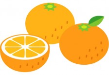 カットしたオレンジや葉のついたみかんなどを並べて描いたベクターイラスト