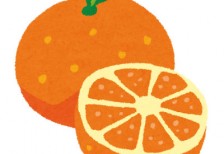 カットしたオレンジとそのままのオレンジを並べて描いた可愛いイラスト