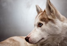 鋭い視線の狼の顔を撮影した写真素材。凛々しい表情がクールな雰囲気。
