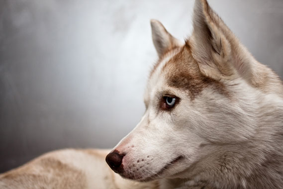 鋭い視線の狼の顔を撮影した写真素材。凛々しい表情がクールな雰囲気。