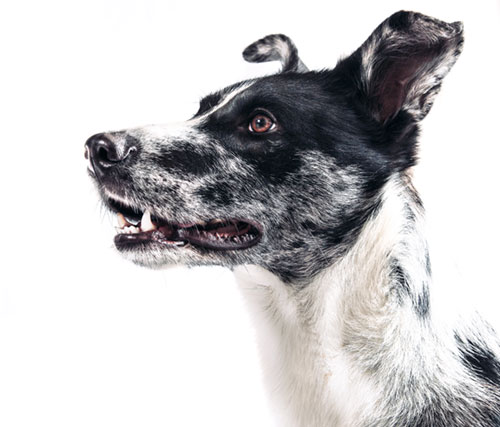 上を見上げる犬をアップで撮影した写真素材。白と黒の整った毛並みが気品のある雰囲気。