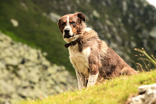 草原に佇む犬を撮影した写真素材。遠くを見つめる視線がかっこいい一枚。