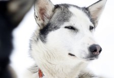 凛々しい顔をしたハスキー犬の写真素材。白とグレーに統一されたシンプルな画面が綺麗。
