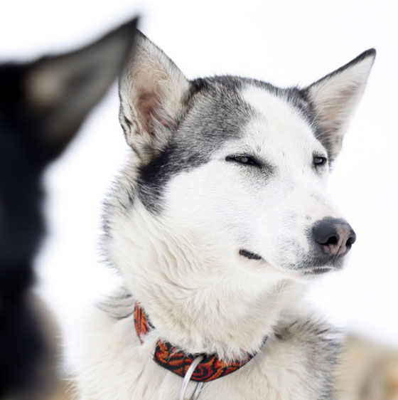 無料素材 凛々しい顔をしたハスキー犬の写真素材 白とグレーに統一されたシンプルな画面が綺麗