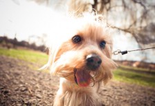 舌を出して楽しそうな表情のヨークシャテリア犬を逆光で撮影した可愛い写真素材