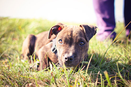 草の上にお座りしている犬の写真素材。降り注ぐ自然光と柔らかいボケが綺麗。
