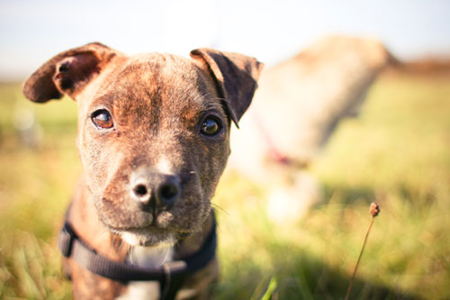 カメラを見つめる犬をアップで撮影した写真素材。つぶらな瞳と草原のグリーンが綺麗。