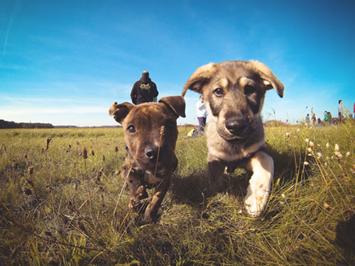 駆け寄る二匹の子犬を撮影した可愛い写真素材。鮮やかな青空も綺麗。